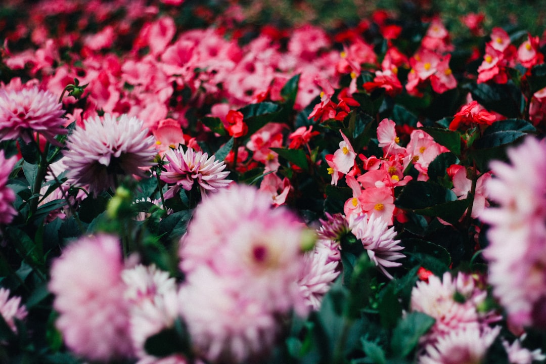 Zeldzame bloemen stralen kleuren in de tuin. Zeldzame bloemen stralen kleuren in de tuin.